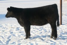 SimmentalHeifer.jpg