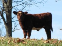 July Heifer - small.JPG