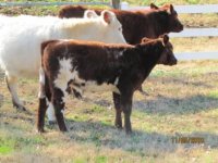 May Heifer - 3 - small.JPG