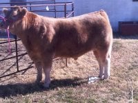 steer 12-20 1.jpg