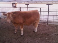 steer 12-20 2.jpg