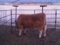 steer 12-20 3.jpg
