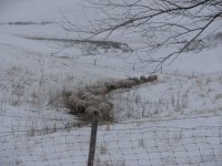 winter sheep 022 - Copy.JPG