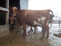 gpa cows 016.jpg-reduced.jpg