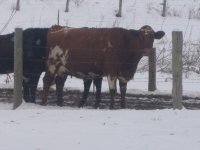 gpa cows 089.jpg-reduced.jpg