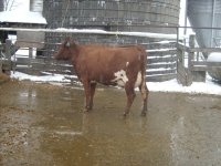 gpa cows 009.jpg-reduced.jpg