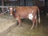 gpa cows 025.jpg-reduced.jpg
