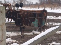 gpa heifers 047.jpg-reduced.jpg