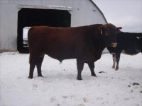 gpa heifers 014-reduced.JPG