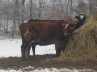 gpa cows 055.jpg-reduced.jpg