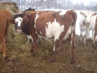 gpa cows 059.jpg-reduced.jpg