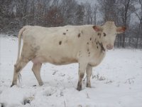 gpa cows 067.jpg-reduced.jpg