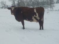gpa cows 072.jpg-reduced.jpg