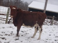 gpa heifers 033.jpg-reduced.jpg