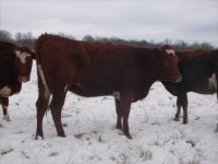 gpa heifers 023.jpg-reduced.jpg