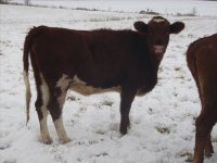 gpa heifers 027.jpg-reduced.jpg