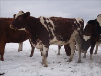 gpa heifers 036.jpg-reduced.jpg