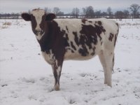 gpa heifers 038.jpg-reduced.jpg