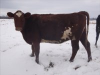gpa heifers 039.jpg-reduced.jpg