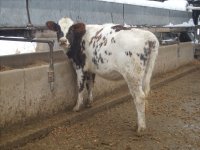 gpa cows 004.jpg-reduced.jpg
