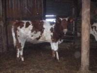 gpa cows 083.jpg-reduced.jpg