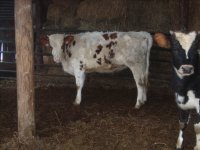 gpa cows 085.jpg-reduced.jpg