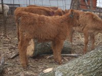 Dec 2010, calves sheep 118.jpg-reduced.jpg
