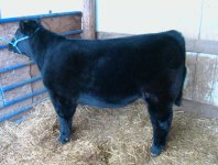 Sooner Steer 1.jpg