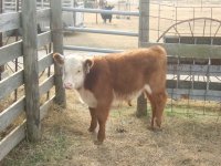 County 2010-2011 Herf calf 2011-2012 334.JPG