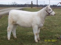 Todds Sin City heifer 2010.JPG