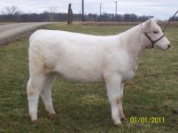 Todds Sin City heifer 2010 2.JPG