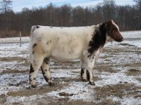 new bull pic.jpg