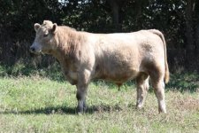 bulls2010 029.jpg