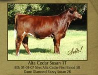 first blood heifer.jpg