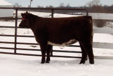 wilson heifer.jpg