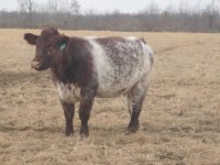 Dec 2010, calves sheep 042.jpg-reduced.jpg