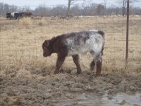 Dec 2010, calves sheep 024.jpg-reduced.jpg