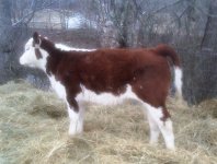 Polar_ExpressXHereford[1].jpg