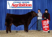 hill-haven-summit_Sr-bull-calf-champ.jpg