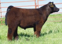 Kilmer%20Bull_small.jpg
