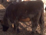 jpjheifer.jpg