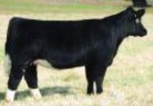 lot 40.jpg