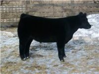 luke calf 2.jpg