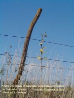 OSageOrangeFence1a.jpg