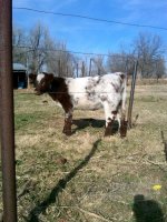 beach doll heifer.jpg