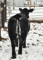 DSC_4435_butt_lowres.gif