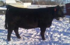 88 bred hfr crop.jpg