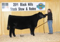 Lot 11 Gr Ch Chiangus Female AC Cattle Co 2100x1500.jpg