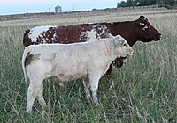 Diamond Baroness 31L and ACC General.jpg