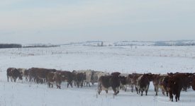 Diamond cows coming home from pasture Dec 2010.-2jpg.JPG